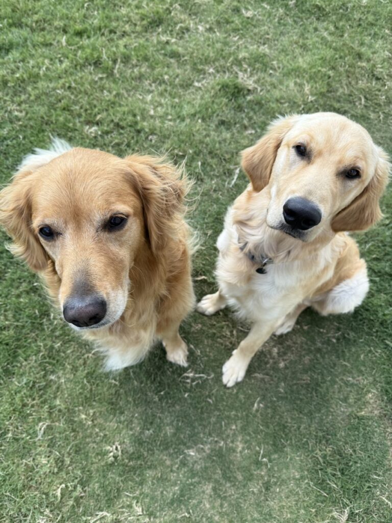 CBD Oil for Dogs